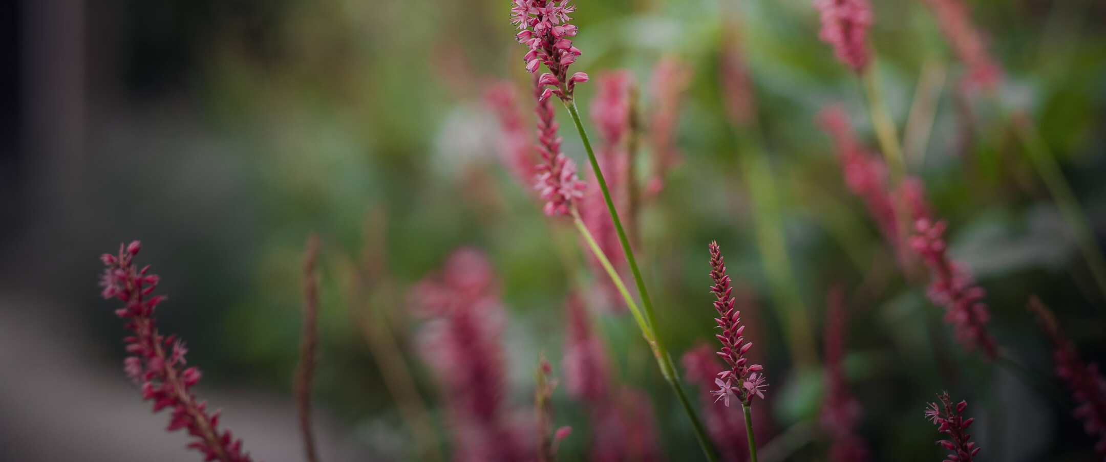 BPB-Vlaardingen-tuin-LR-61
