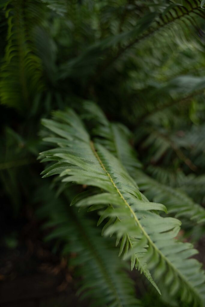 Beplanting in Blaricum