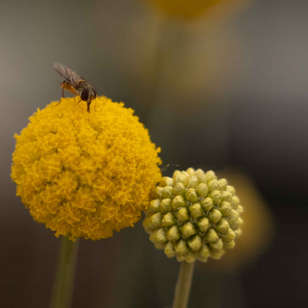 Tuinen onderhoud beplanting buitenpracht