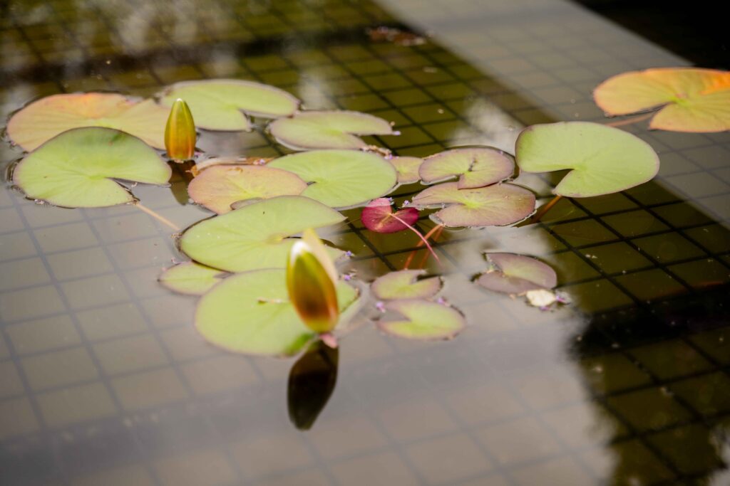 Maatwerk tuin Buitenpracht