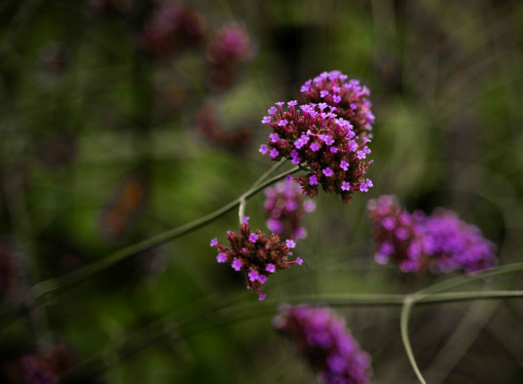 Maatwerk tuin Buitenpracht