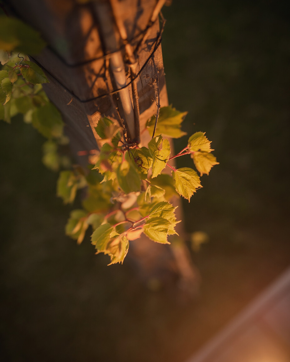 Tuin beplanting Buitenpracht