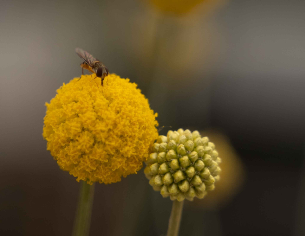 Tuintrends 2024 duurzaamheid